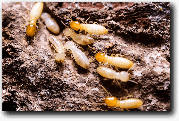 Termite Treatments - Fort Worth, Keller, Watauga